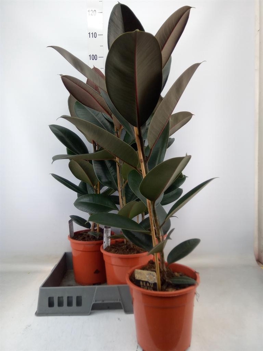 <h4>Ficus elastica 'Abidjan'</h4>