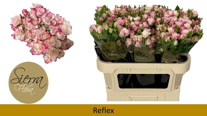 <h4>R Tr Reflex</h4>