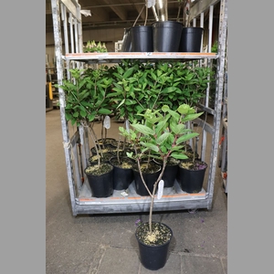 Hydr Paniculata