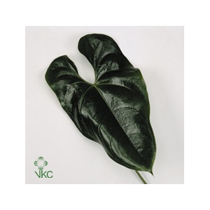 ANTH HEART BLAD Ø 20CM