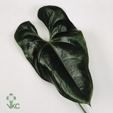 ANTH HEART BLAD Ø 20CM