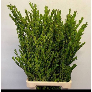MYRTUS COMMUNIS