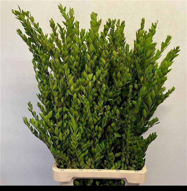 <h4>MYRTUS COMMUNIS</h4>