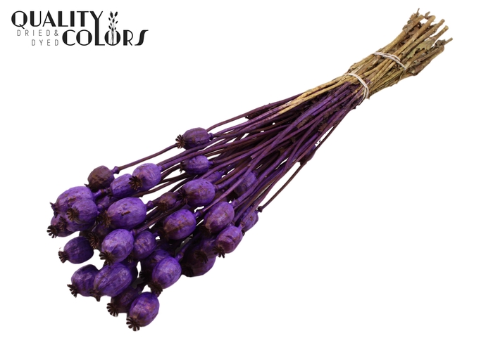 <h4>Papaver per bunch Purple</h4>