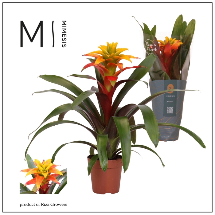 <h4>Guzmania</h4>
