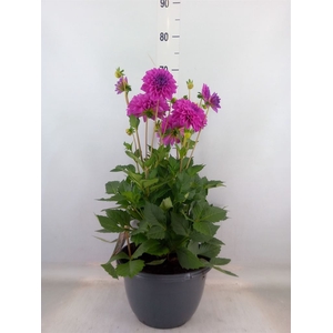 Dahlia  'Dalina Maxi Neon Lilac''