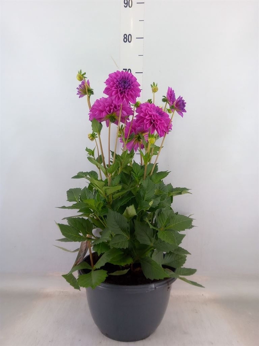 <h4>Dahlia  'Dalina Maxi Neon Lilac''</h4>