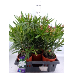 Nerium oleander   ...