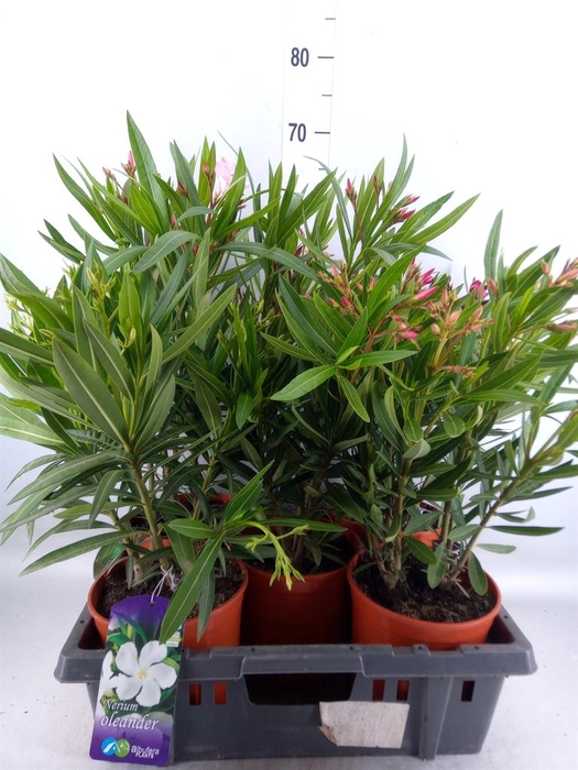 <h4>Nerium oleander   ...</h4>