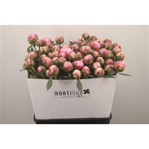 Paeo L Sarah Bernhard Pink Ex