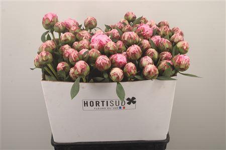 <h4>Paeo L Sarah Bernhard Pink Ex</h4>