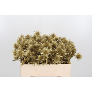 Eryn Supernova Kl Bh Goud