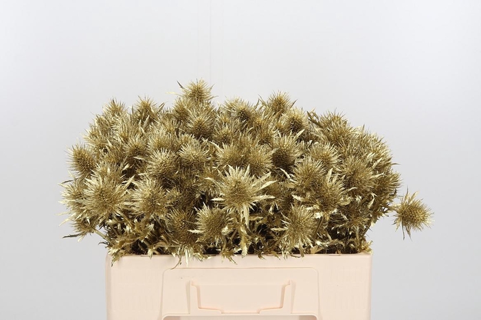 <h4>Eryn Supernova Kl Bh Goud</h4>