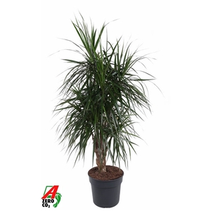 Dracaena Marginata vertakt P34-180