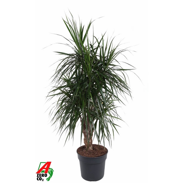 <h4>Dracaena Marginata vertakt P34-180</h4>