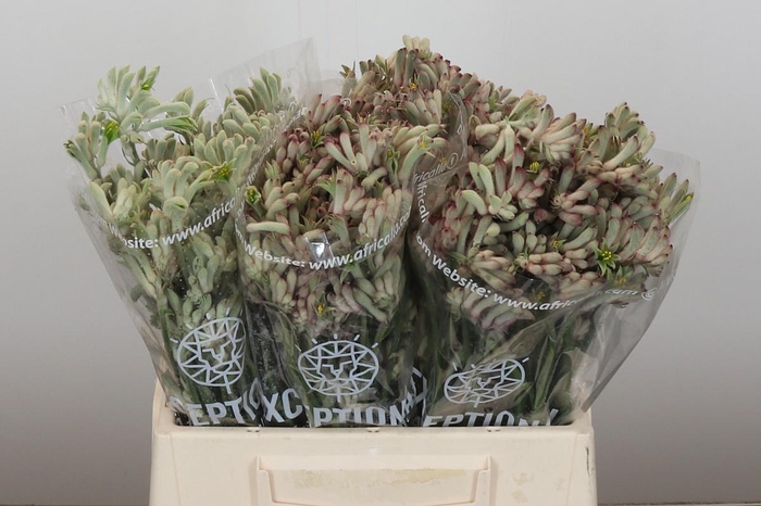 <h4>Anigozanthos Bush Diamond</h4>