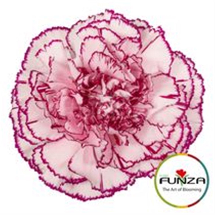 <h4>Di St Damascus</h4>