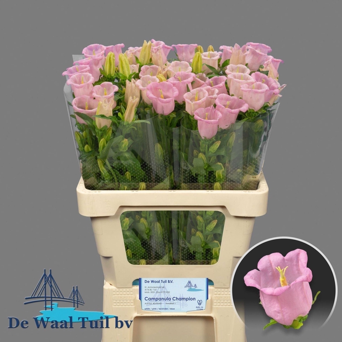 <h4>CAMPANULA MEDIUM 'PEARL PINK'</h4>