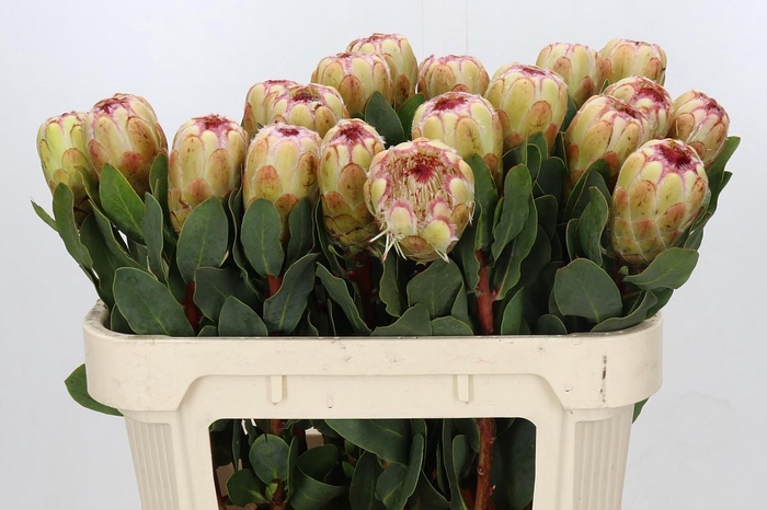 <h4>Protea Grandicolor</h4>