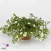 CALIB CA WHITE IMPR