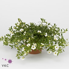 CALIB CA WHITE IMPR