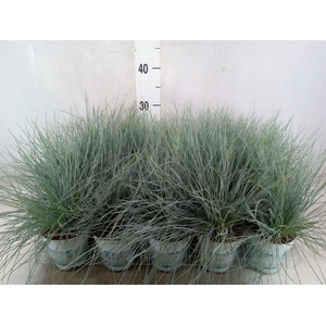 Festuca glauca 'Compacta Blue'