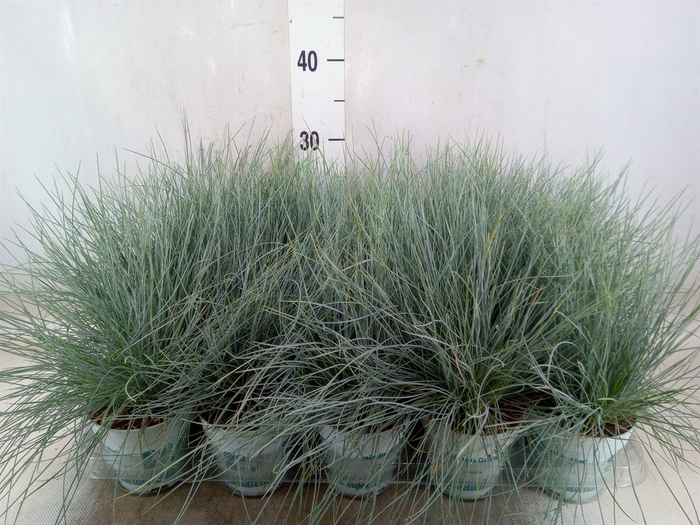 <h4>Festuca glauca 'Compacta Blue'</h4>