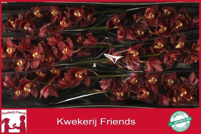 <h4>CYMB T PRIWINE</h4>