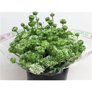 Ran Ponpon Igloo Green White