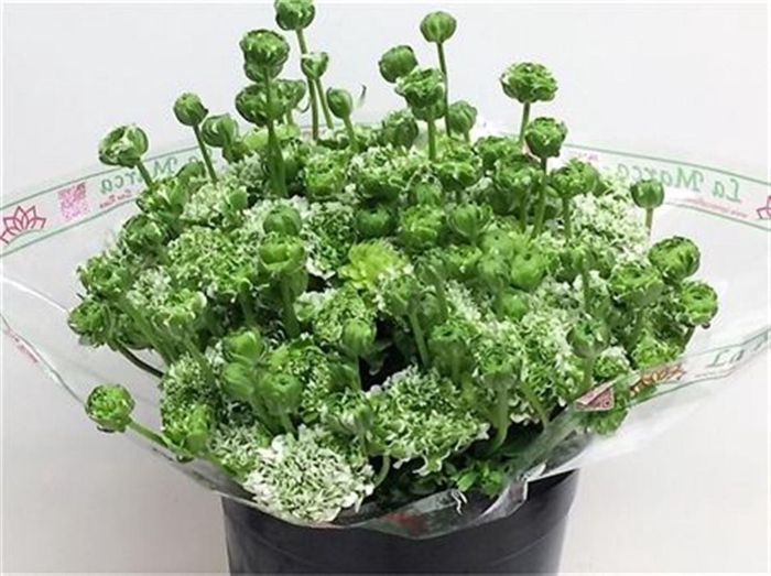 <h4>Ran Ponpon Igloo Green White</h4>