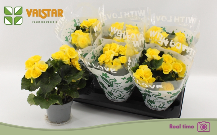 <h4>BEG HL BLITZ</h4>