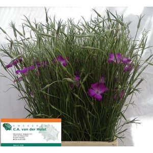 AGROSTEMMA QUEEN PURPLE AGROSTEM QU
