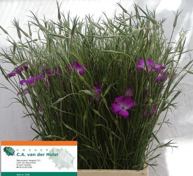 <h4>AGROSTEMMA QUEEN PURPLE AGROSTEM QU</h4>