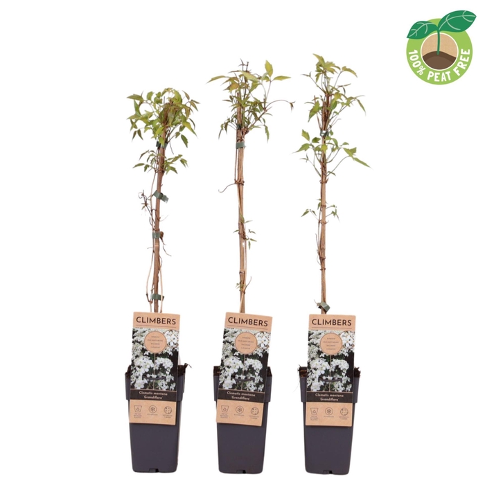 <h4>Clematis Grandiflora</h4>