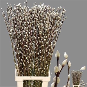 Salix Ca Snow Flake