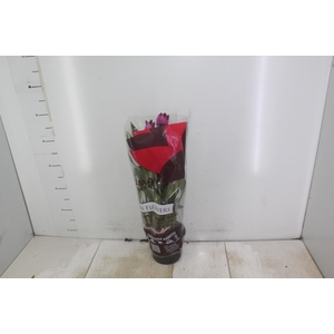 CURCUMA SIAM SPLASH P15