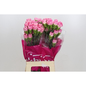 Dianthus St Dollar