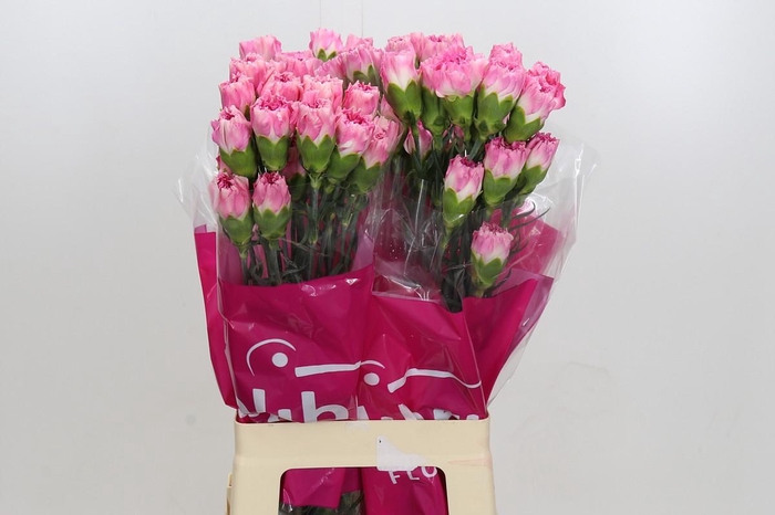 Dianthus St Dollar
