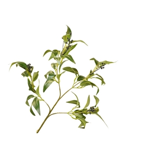 Ruscus Berry Branch Green