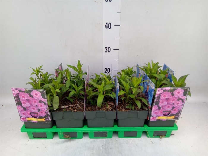 <h4>Phlox panic.   ...</h4>