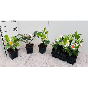 Citrus Mix 2+Var.''Grow at Home''(no fruits)