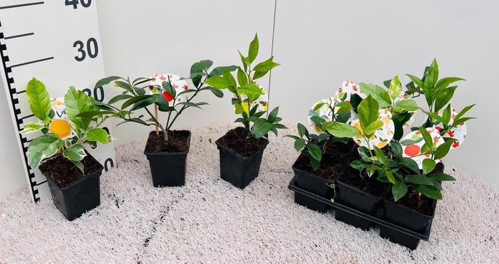 <h4>Citrus Mix 2+Var.''Grow at Home''(no fruits)</h4>