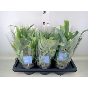 Phlebodium aureum 'Blue Star'