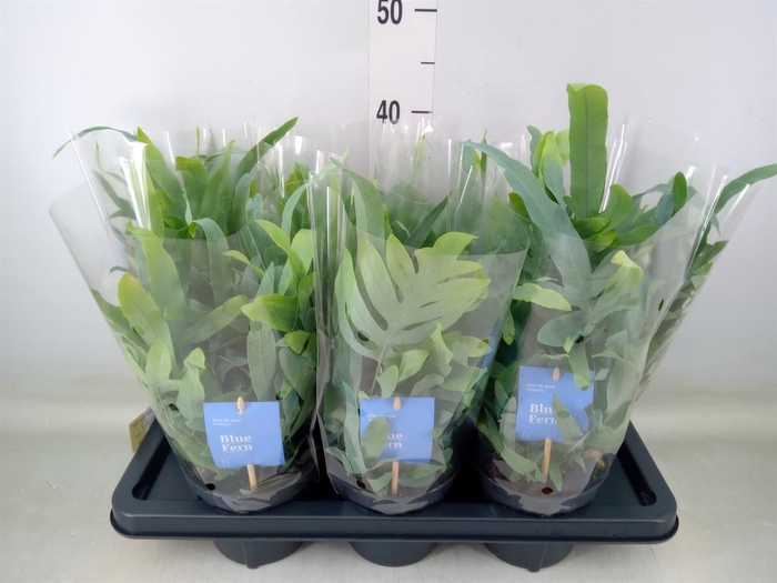 <h4>Phlebodium aureum 'Blue Star'</h4>
