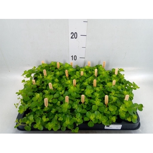 Peperomia rotundifolia