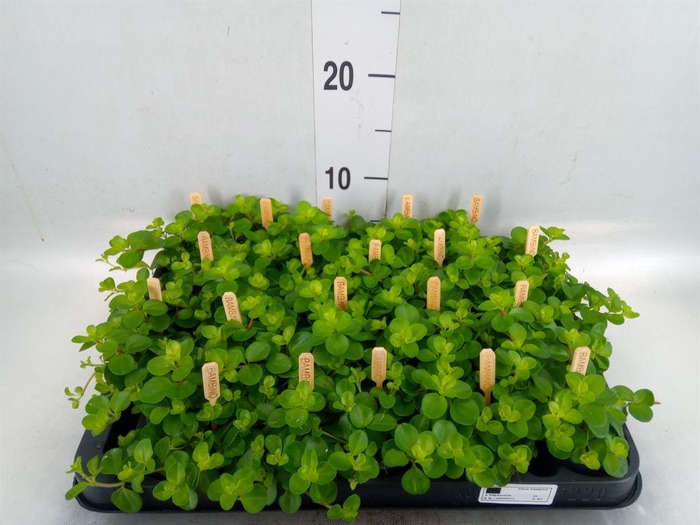 <h4>Peperomia rotundifolia</h4>