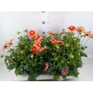 Dahlia  'Summerbees Salmon bico'