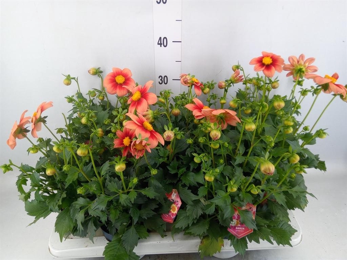 Dahlia  'Summerbees Salmon bico'