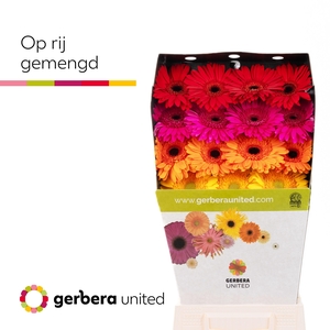 Gerbera Mix op Rij Diamond