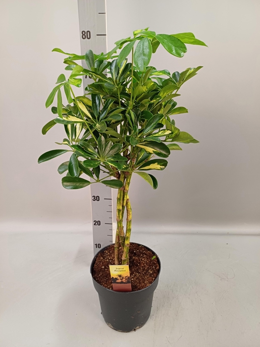 <h4>Schef Ar Gold Capell</h4>